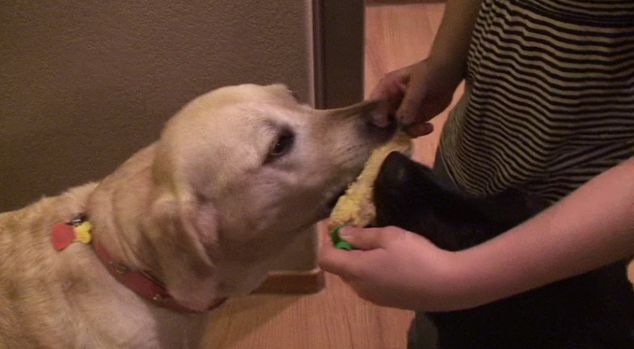 Zoe & Otis Eating Corn